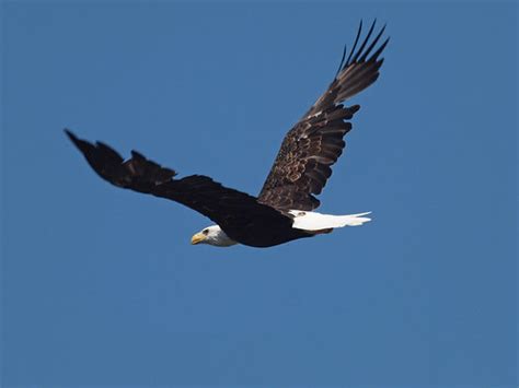 American Bald Eagle In Flight On A Riverboat Tour On The M Flickr