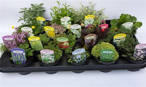 10 Alpine Collection Plants Groupon Goods