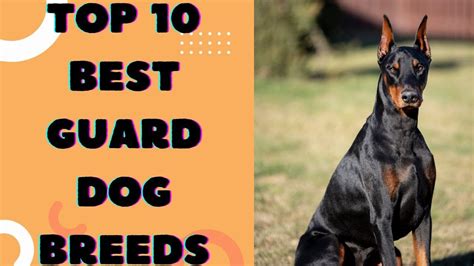 Top 10 Best Guard Dog Breeds Youtube