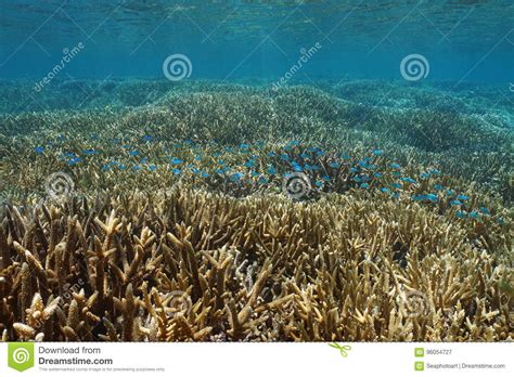 Reef Staghorn Corals Underwater Pacific Ocean Stock Image Image Of