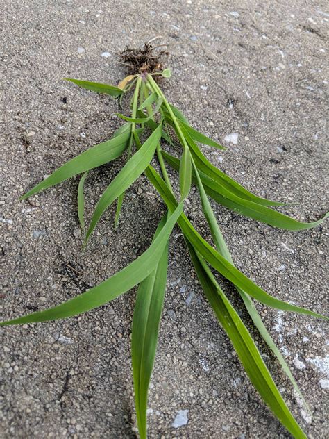 Crabgrass Or Tall Clumping Fescue Lawncare