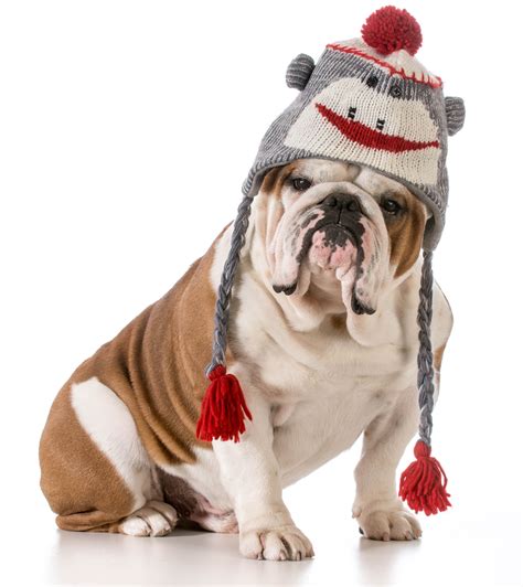 Dog Wearing Winter Hat P And G Credit Union