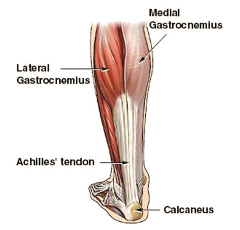 Ligaments And Tendons Whats The Diff Bitou News