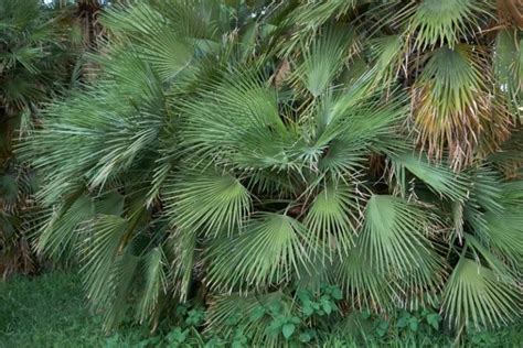 15 Perfect Small Florida Palm Trees Garden Lovers Club