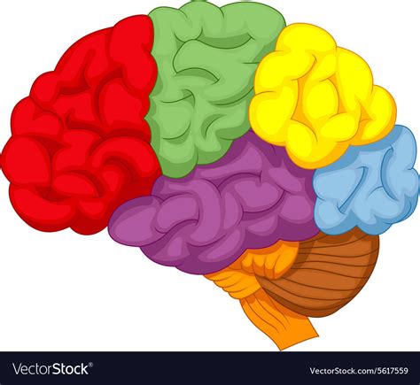 Cartoon Colorful Brain Royalty Free Vector Image