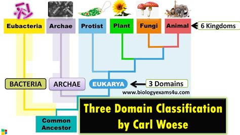 Domain And Kingdom Chart