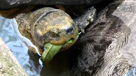 Feeding Turtle Youtube