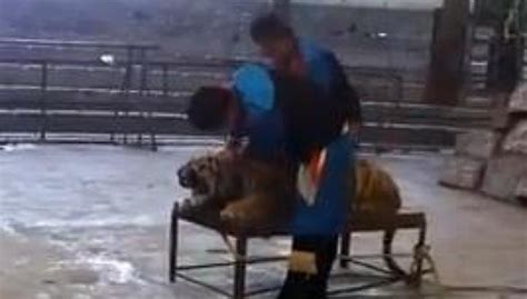 Proof Of Tiger Abuse In China Upsets Netizens Hype My