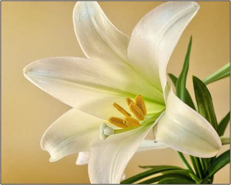 Easter Lily History Easter Lily Origins 1800flowers Petal Talk