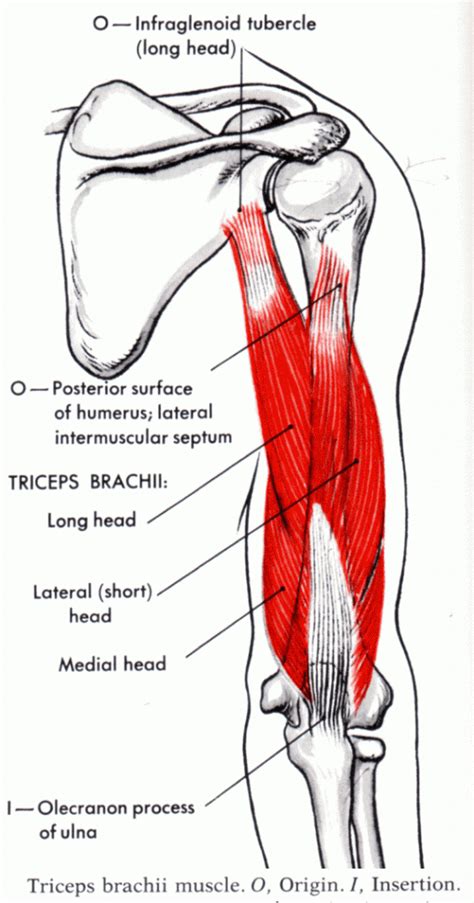 Shoulder ПЛЕЧИ Triceps Brachii Muscle