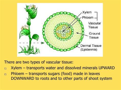 Tissues Organs And Systems In Plants R1