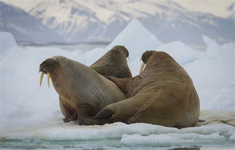 Walruses On Ice Floe Stock Image C0401820 Science Photo Library
