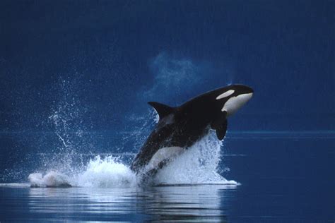 Killer Whales Atlantic Ocean Ocean Wildlife List