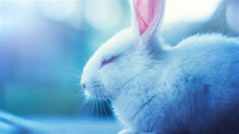 Cute White Rabbit Closeup Photo With Eyes Closing In A Blur Background