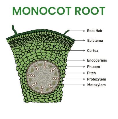 What Is Monocot Root Definition Structure Characteristics