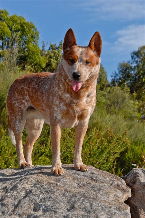 Truly Interesting Facts About Australian Cattle Dogs Blue