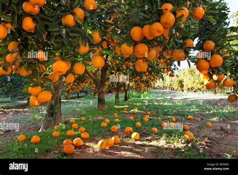 Orange Orchard Wallpaper