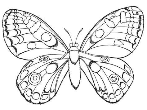 Free Butterfly Coloring Pages Coloring Cool