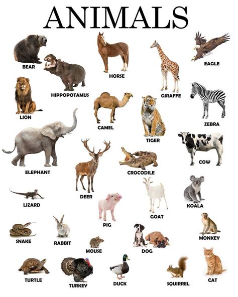 Instant Download Printable Animals Educational Poster Etsy Learning