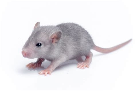 ¿como Cuidar A Un Ratón Todos Los Cuidados Del Ratón