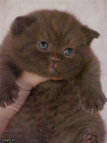Interestingly the havana brown in the. Pin by Kristina Vaz on Felinos | Pinterest | Cat, Animal ...