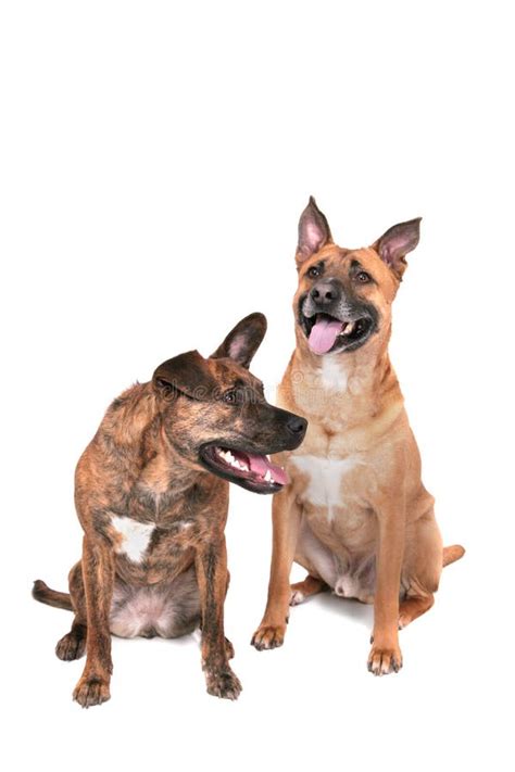 Two Happy Dogs Stock Photo Image Of Doggy Waiting Cute 10120396