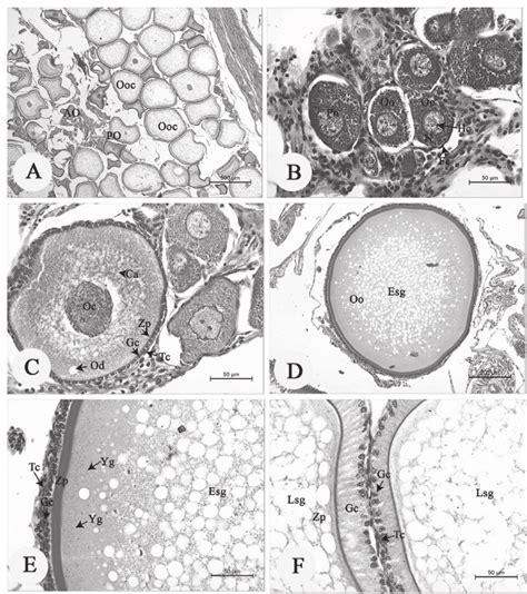 Light Photomicrographs Of The Oocytes Ooc A Was Composed Of