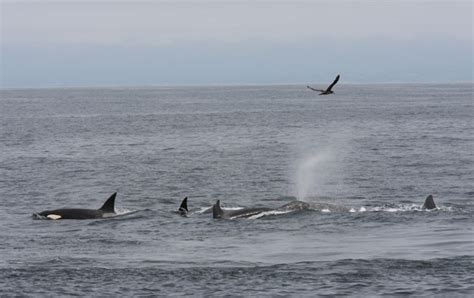 Monterey Bay Whale Watch Killer Whale Predation On Gray Whale Calf