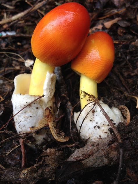 Untidal — Amanita Jacksonii American Caesars Mushroom