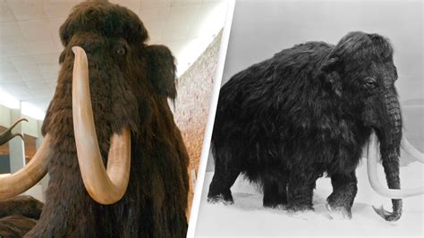 Scientists Are Reincarnating The Woolly Mammoth And Its Set To Return In Just Four Years