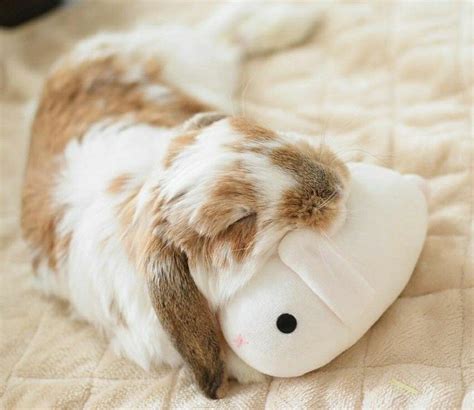 Pin By Stephanie Soto Hay On Pet Fluffy Animals Sleeping Bunny Cute