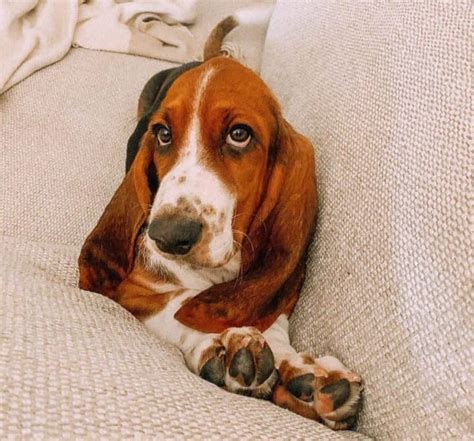 All The Colors And Markings Of Basset Hound With Pictures