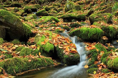 Free Picture Autumn Water Lichen Nature Moss Leaf Tree Wood