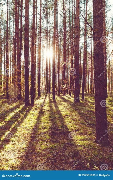 Sun Shining Through Trees In The Forest Sun Rays Pine Trees Grass