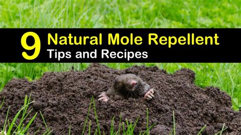 9 Easy To Make Mole Repellents Recipe Mole Repellent Mole Mole