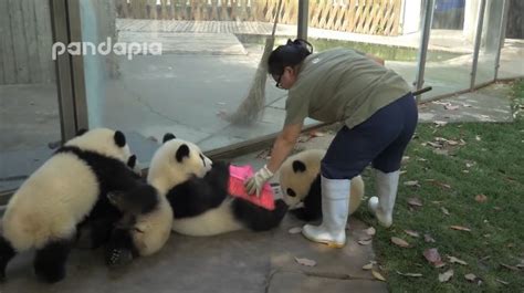 Adorable Pandas Make A Mess As The Zoo Keeper Tries Desperately To Rake