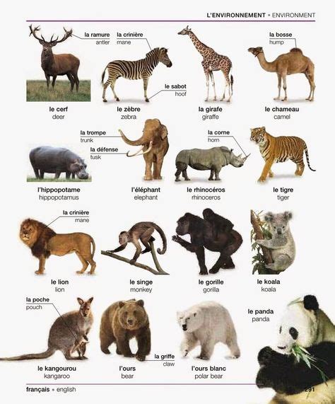 22 French Vocabulary Animals Ideas French Vocabulary French Language