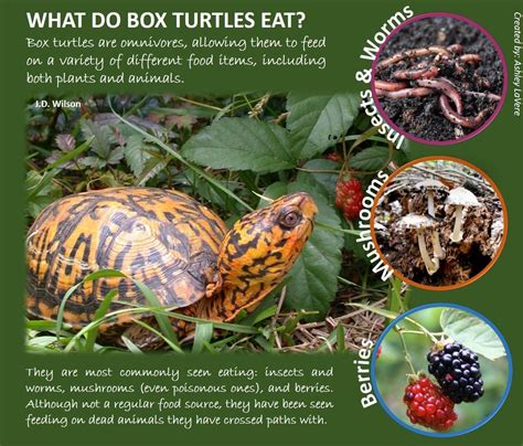 What Do Eastern Box Turtle Eat
