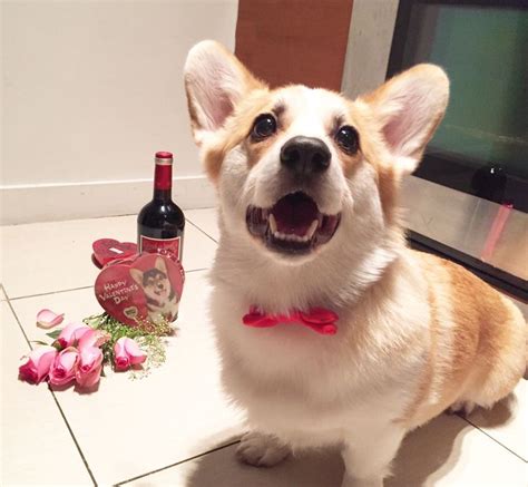 Corgisbeggingforstuff Corgi Happy Valentine Happy Valentines Day