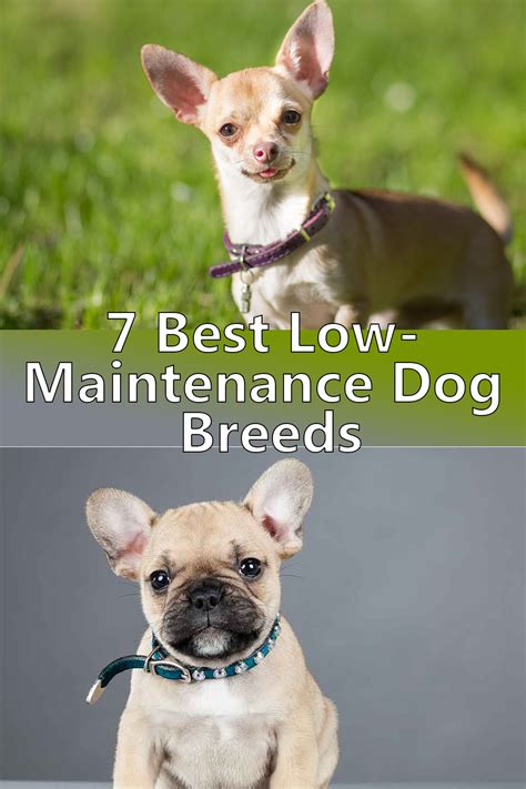 These are also great breeds to travel with. 7 Best Low-Maintenance Dog Breeds | Low maintenance dog ...