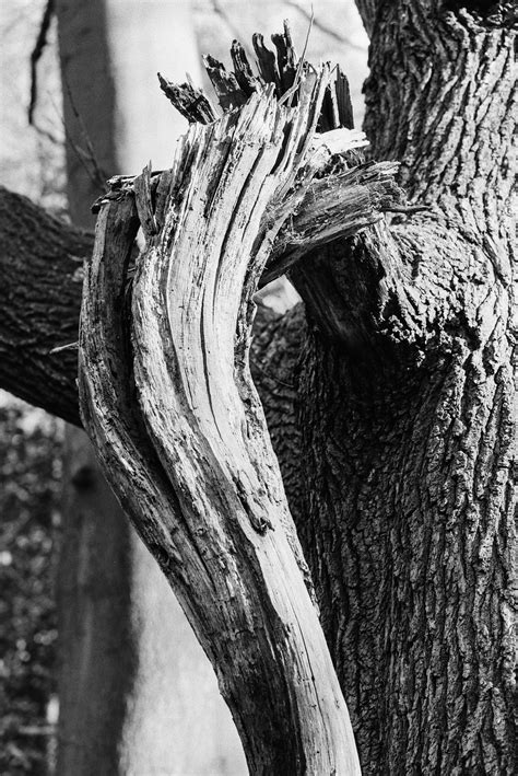 Broken Branch ⏺ Paul Nechifor Photography