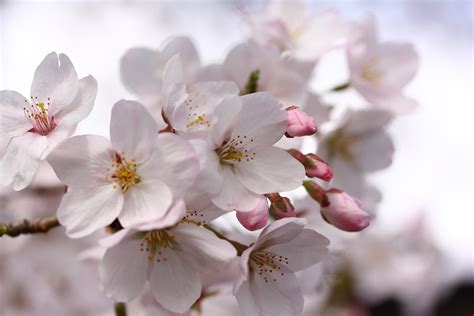 Free Images Nature Branch Flower Petal Food Spring Produce