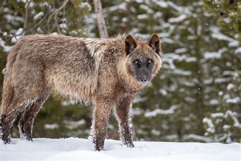 How Reintroducing Wolves Changed Yellowstone National Park Geography