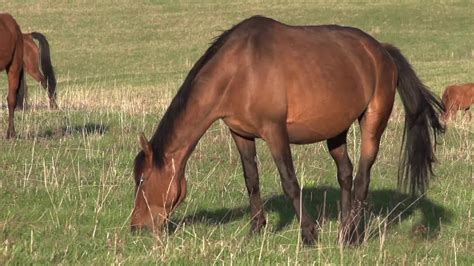 Pregnant Horse Grazing Stock Video Motion Array