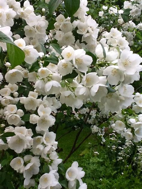 Pin By Annie Walters On Lakecity Private Garden Shrubs Mock Orange