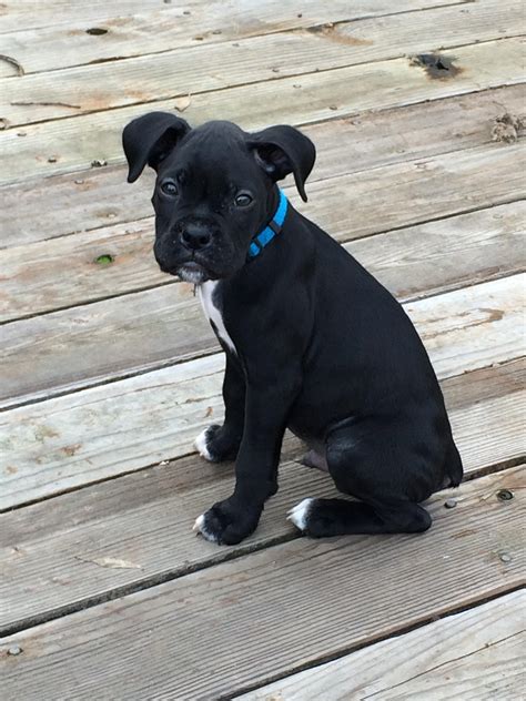 Black Boxer Pitbull Boxer Mix Breed Dog Sitting Stock Photo Image Of