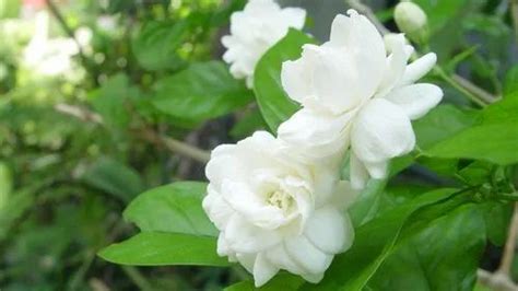 Jasmine Flower In Madurai Latest Price And Mandi Rates From Dealers In