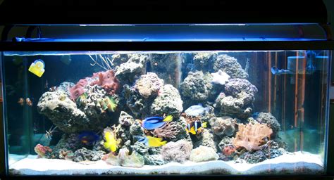 how to set up a saltwater aquarium easy step by step saltwater reverasite