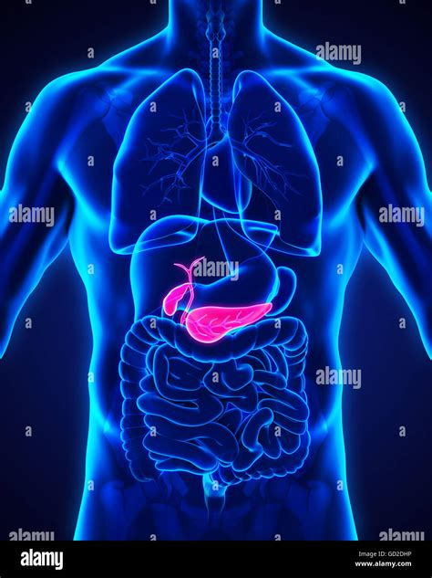 Human Gallbladder And Pancreas Anatomy Stock Photo Alamy