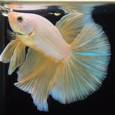 Dragonscale Betta Male Goodjoseph LIVE Fish Store